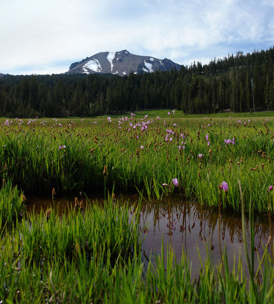 Upper Meadow