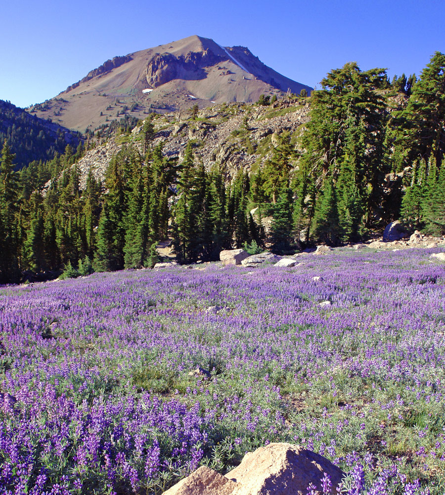 Mt. Lassen & lupine meadow