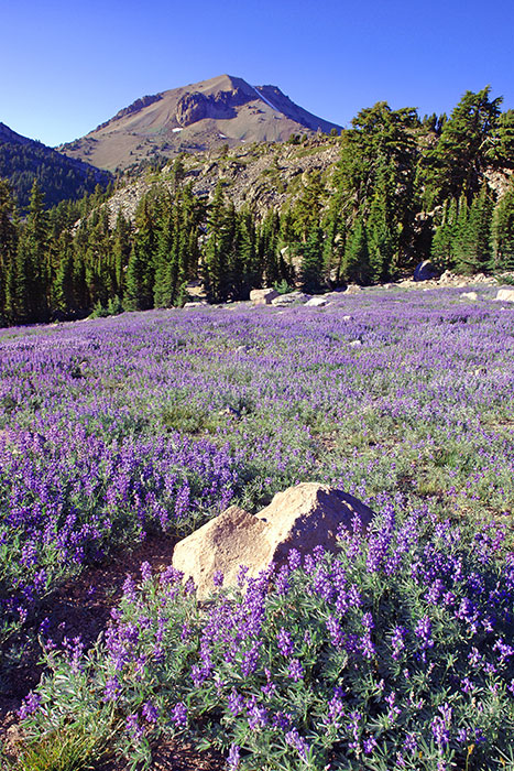Lassen Volcanic National park art by Phil Dynan