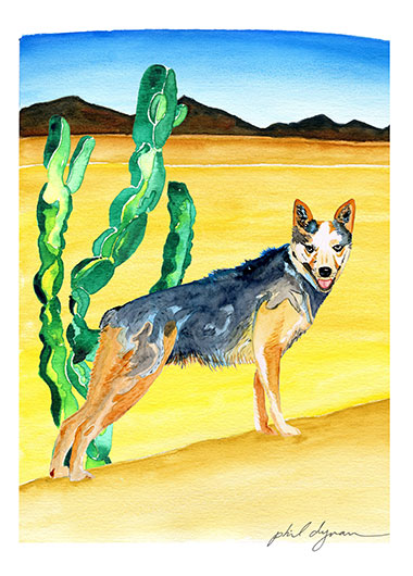 cattle dog